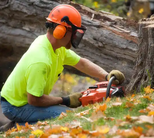 tree services Roanoke Rapids